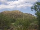 Organ Pipe NM